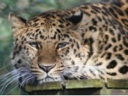 8. Cotswold Wildlife Park & Gardens